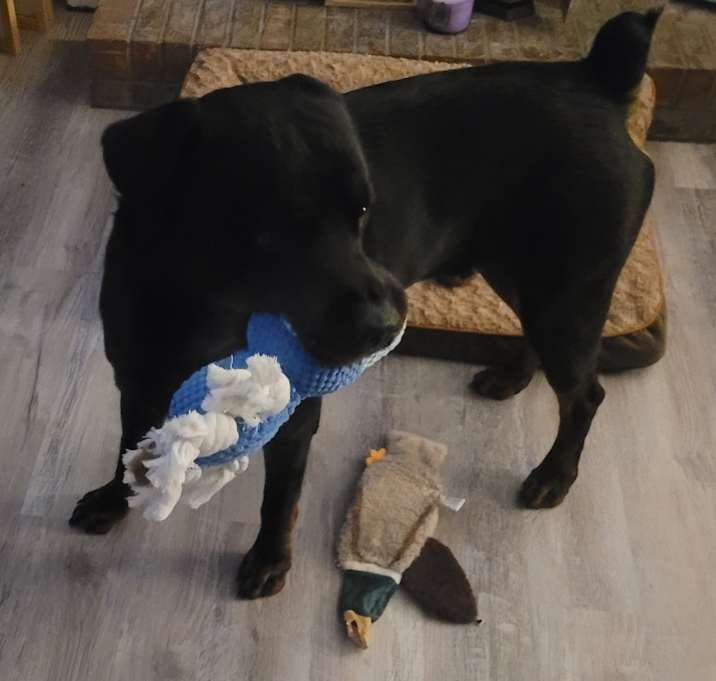 Photo of Biscuit