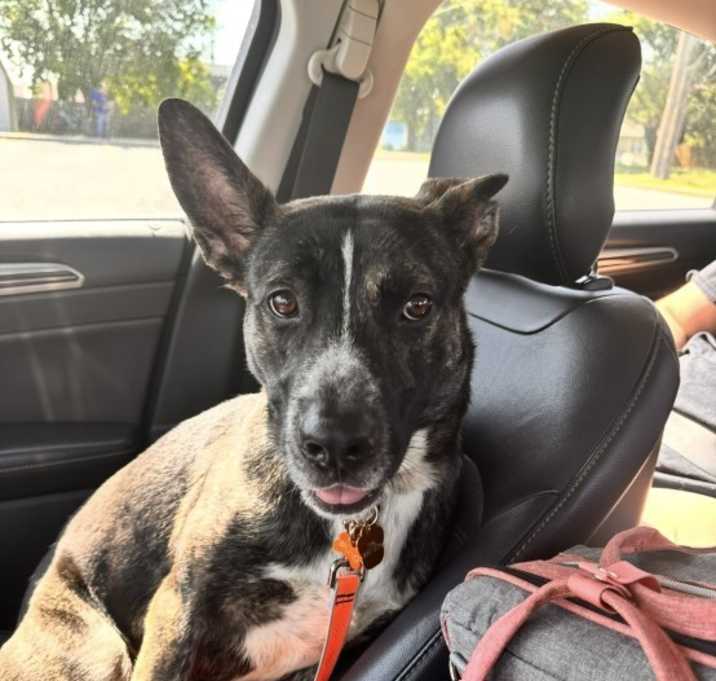 Photo of Bruno