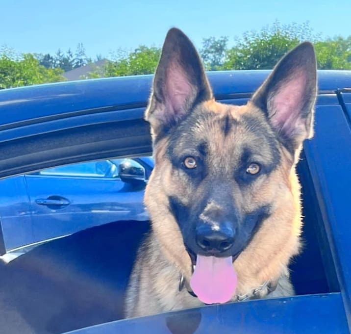 Photo of Milo