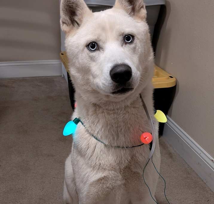 Photo of Rocco