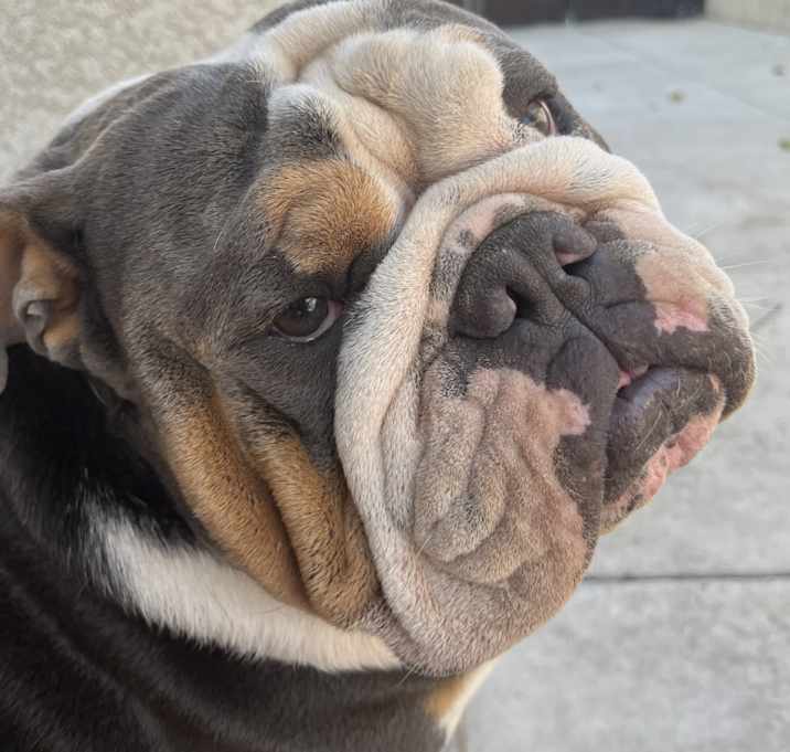 Photo of Meatball