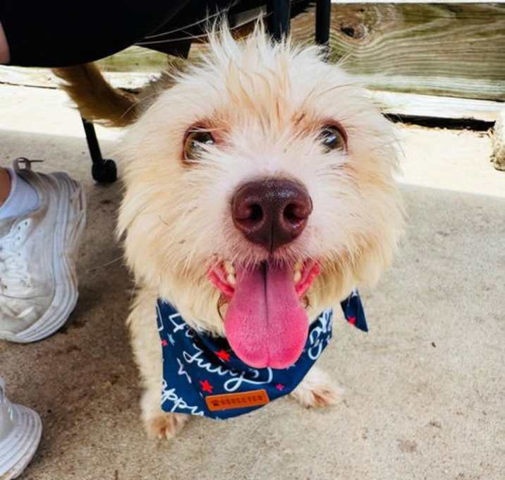 Photo of Noodles