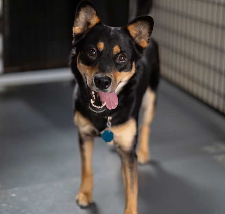 Photo of Brownie