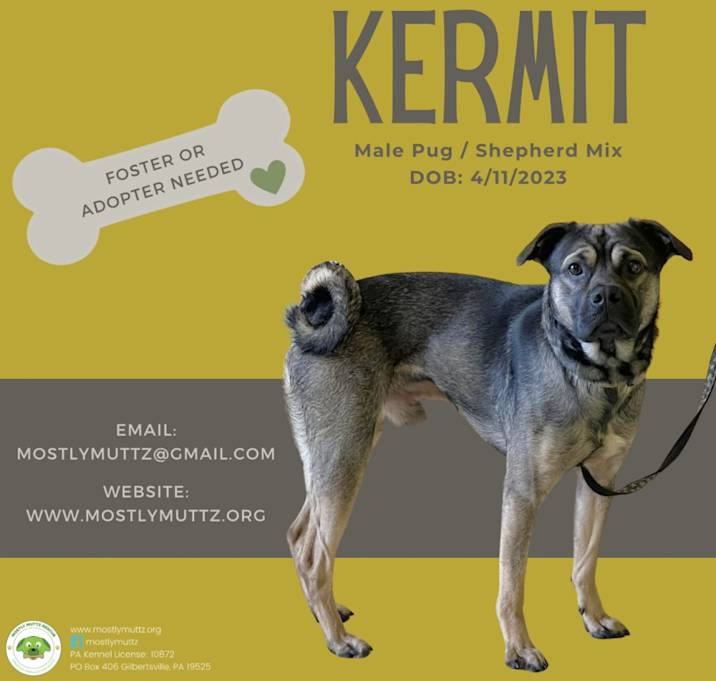 Photo of Kermit