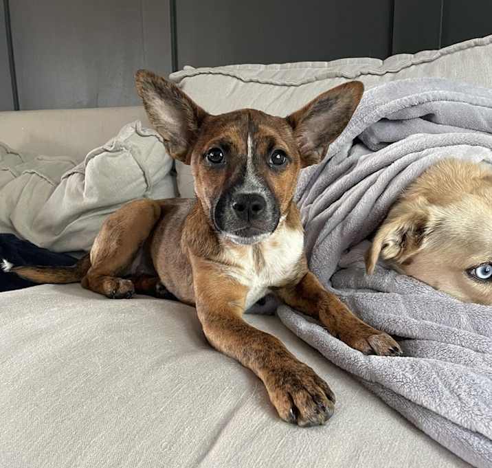 Photo of Fearless (F Siblings)