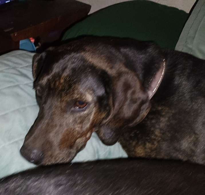 Photo of Stella
