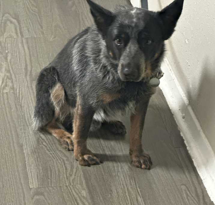 Photo of Bandit