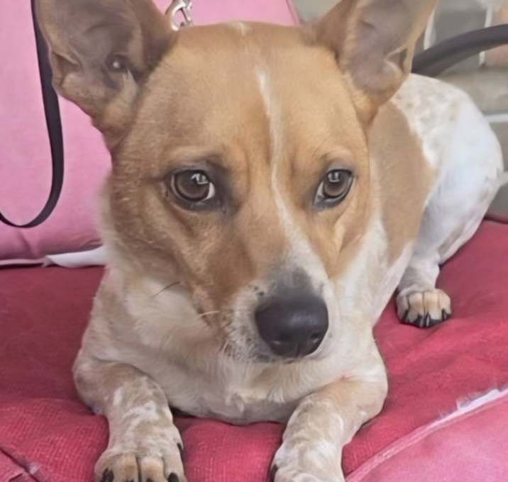 Photo of Charlie (female)