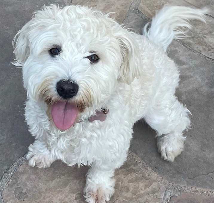 Photo of Princess Maltipoo