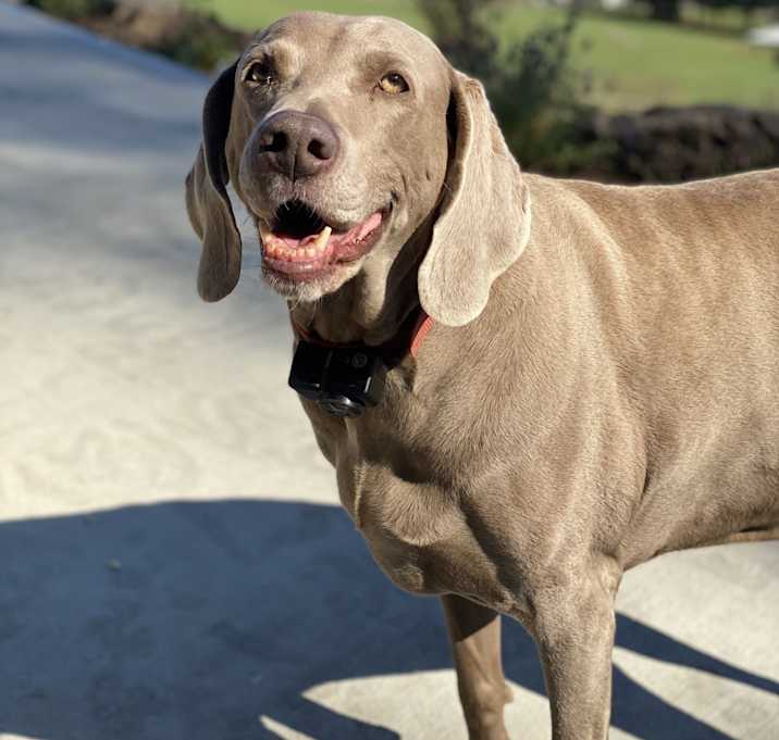 Photo of Daisy