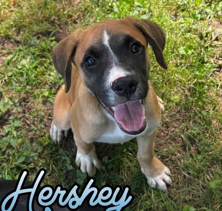 Photo of Hershey