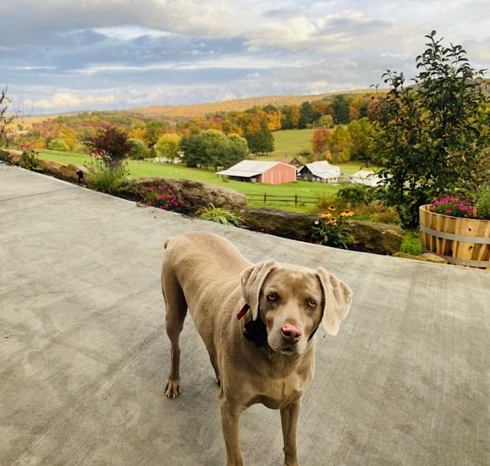 Photo of Dixie
