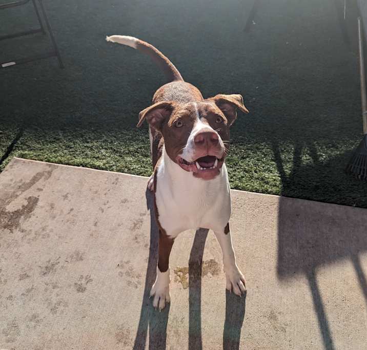 Photo of Wishbone
