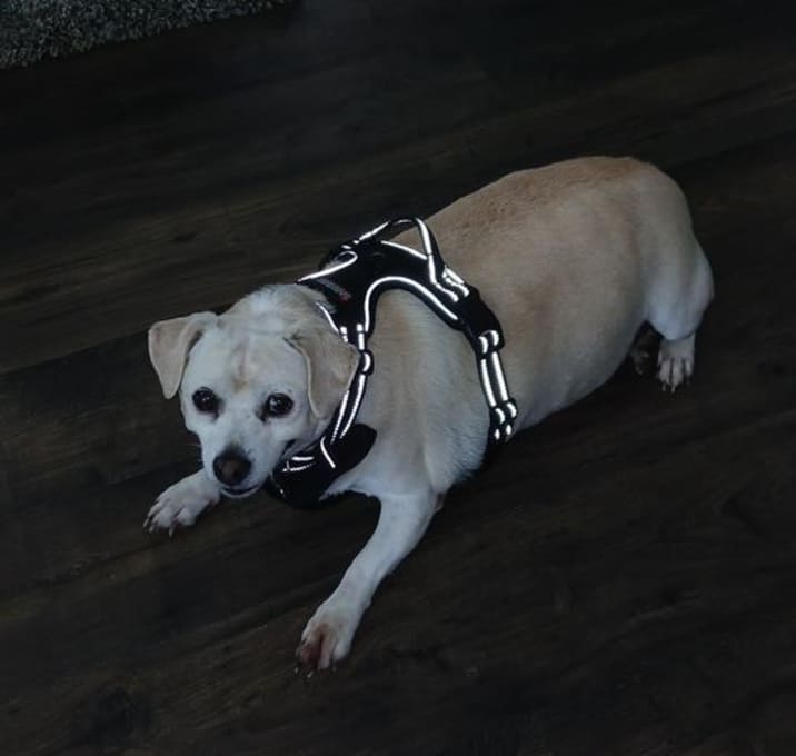 Photo of COOKIE