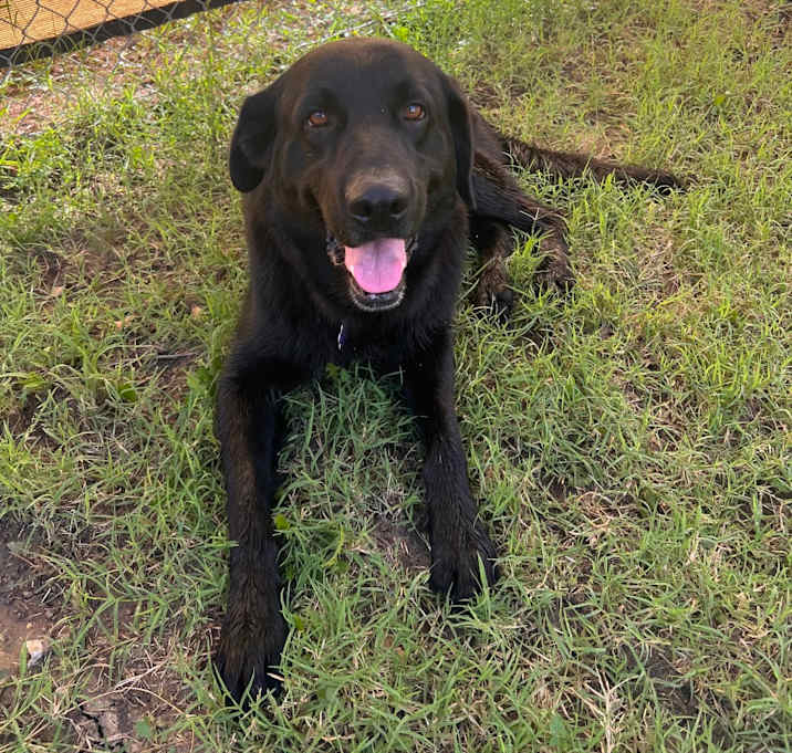Photo of Sully