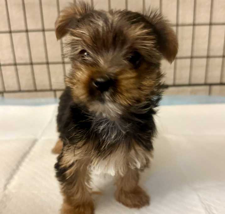 Photo of DARLA