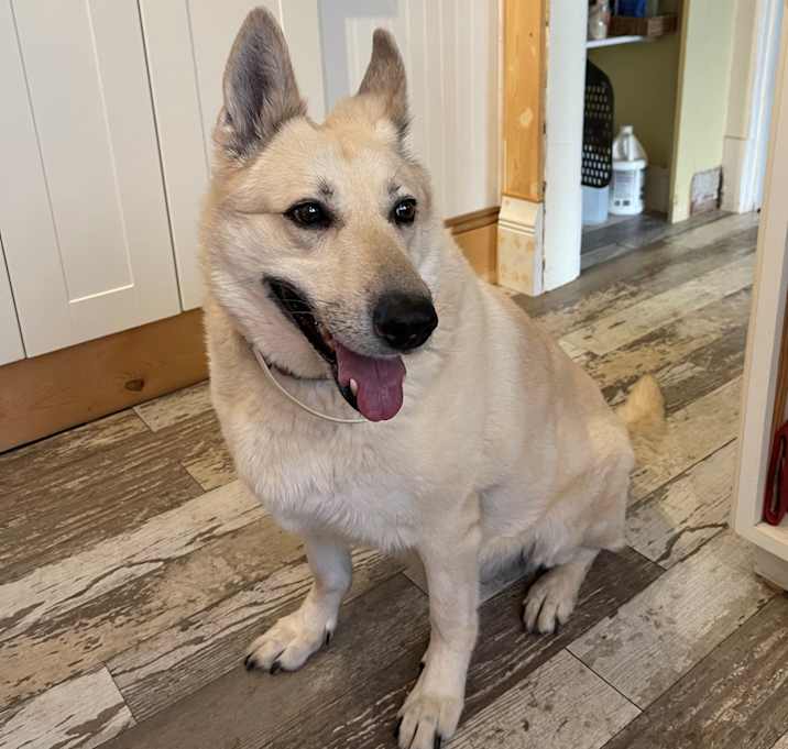 Photo of Luna