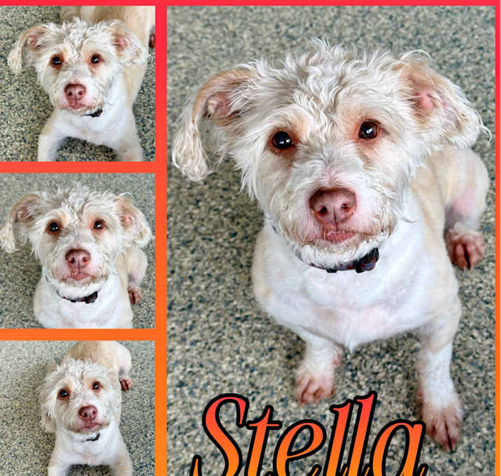 Photo of Stella