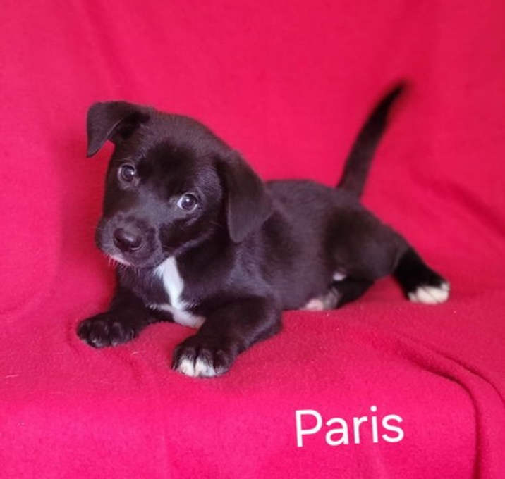 Photo of Paris(mini aussie/5lbs)