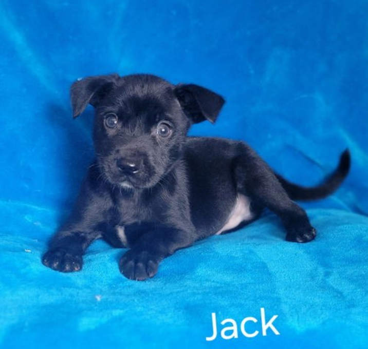 Photo of Jack(mini aussie/4lbs)