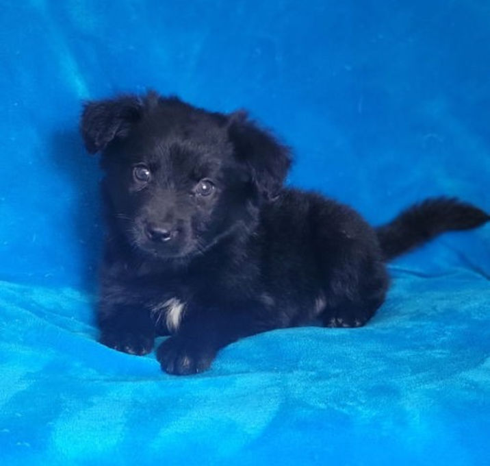 Photo of Toby(mini aussie/4lbs)