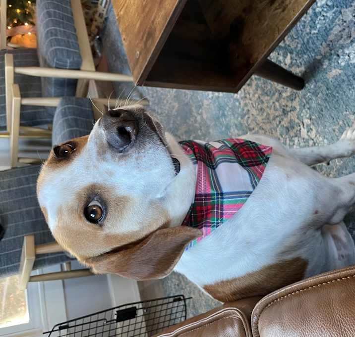 Photo of Roscoe