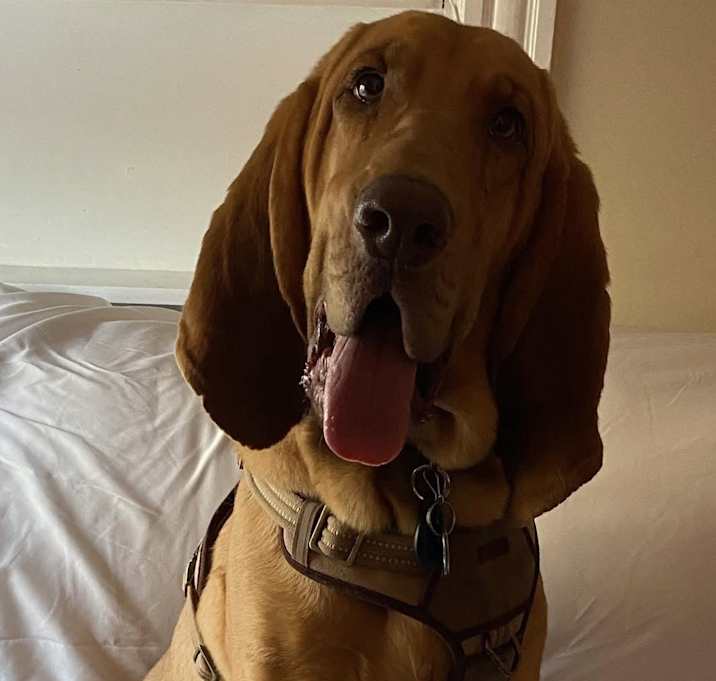 Photo of Cooper