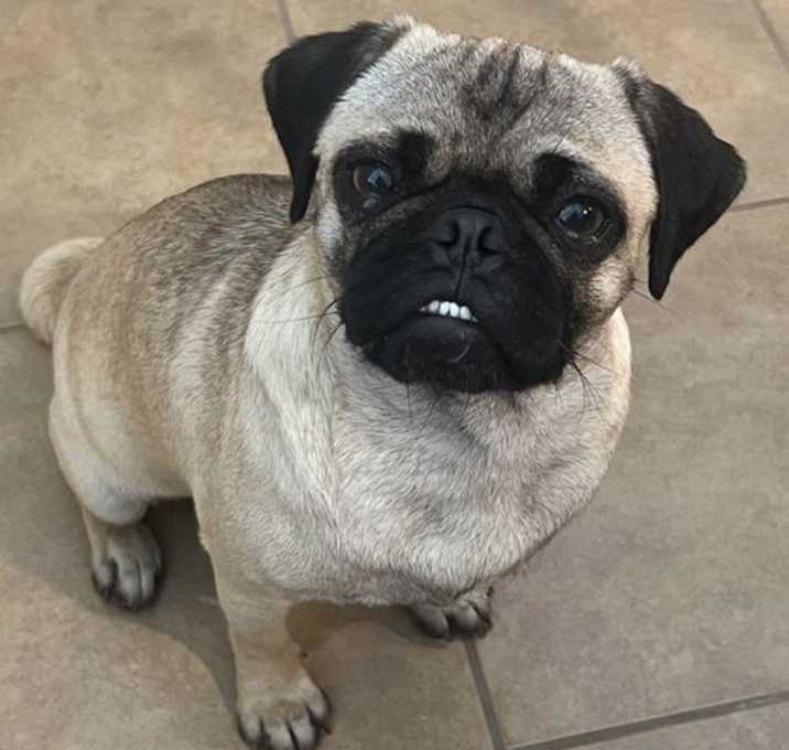 Photo of Rosie