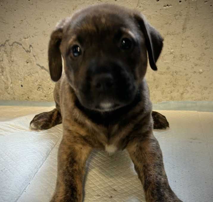 Photo of Mocha