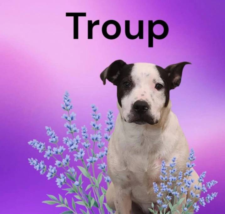 Photo of Troup