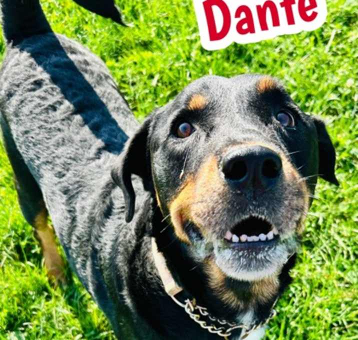 Photo of Dante