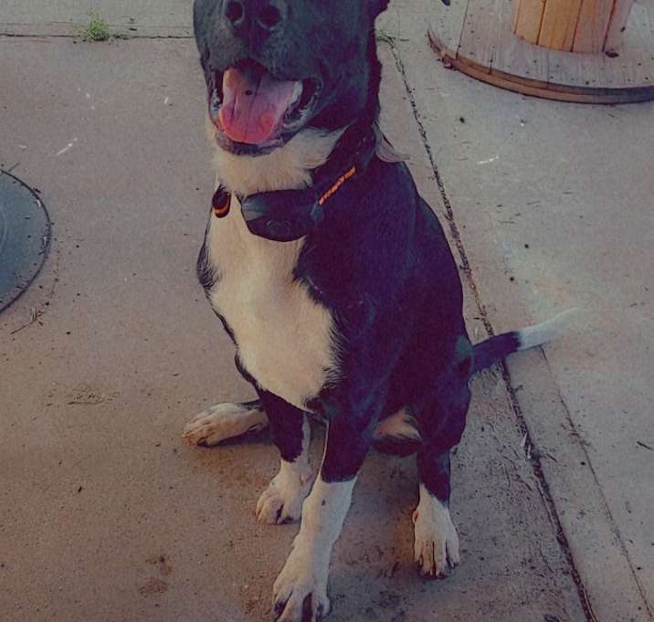 Photo of Repo