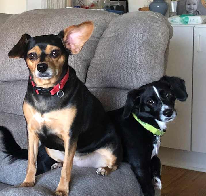 Photo of Lochi and Nessie