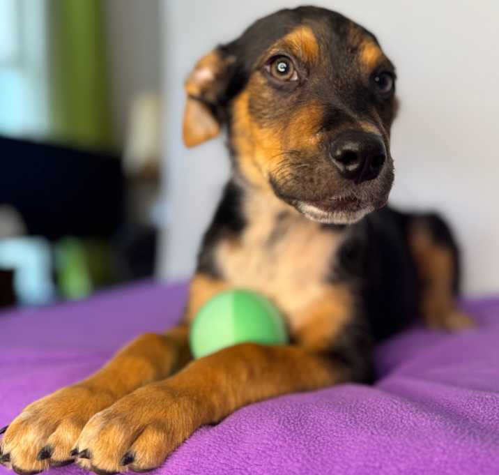 Photo of Polo