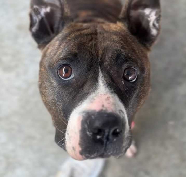 Photo of ELLIE | $0 Adoption Fee!