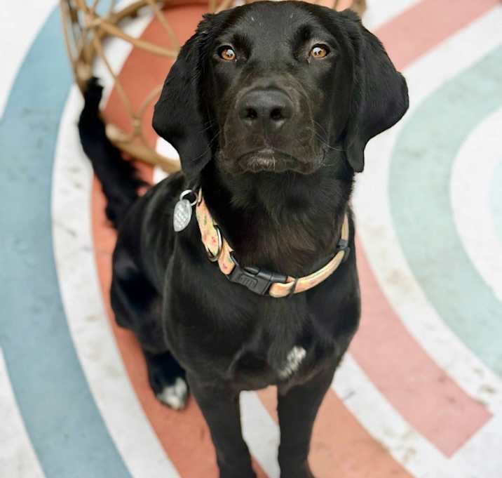 Photo of Samba