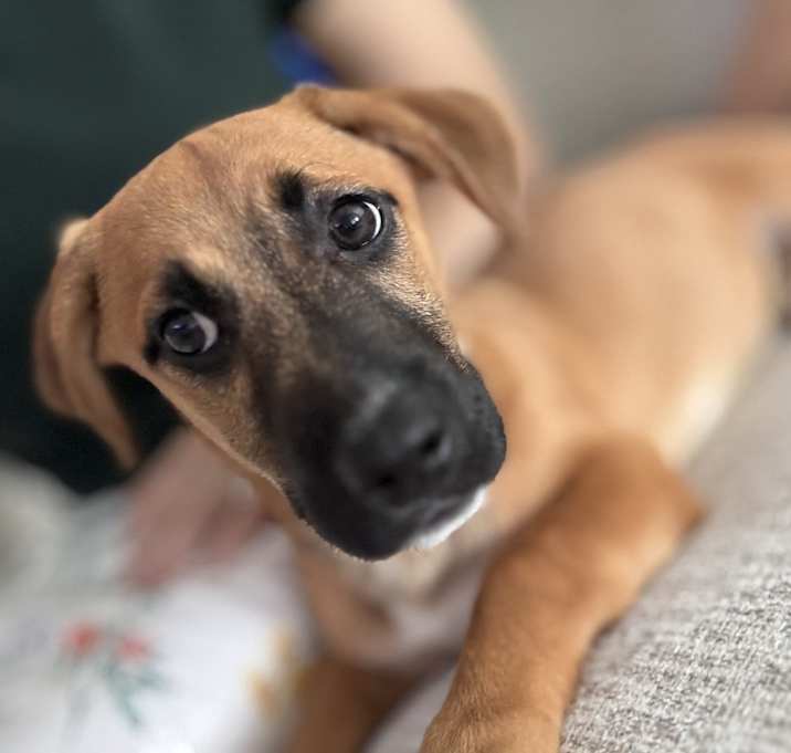 Photo of Cookie