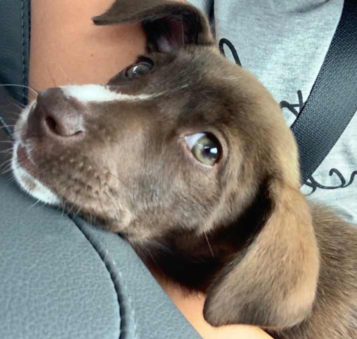 Photo of Rebel
