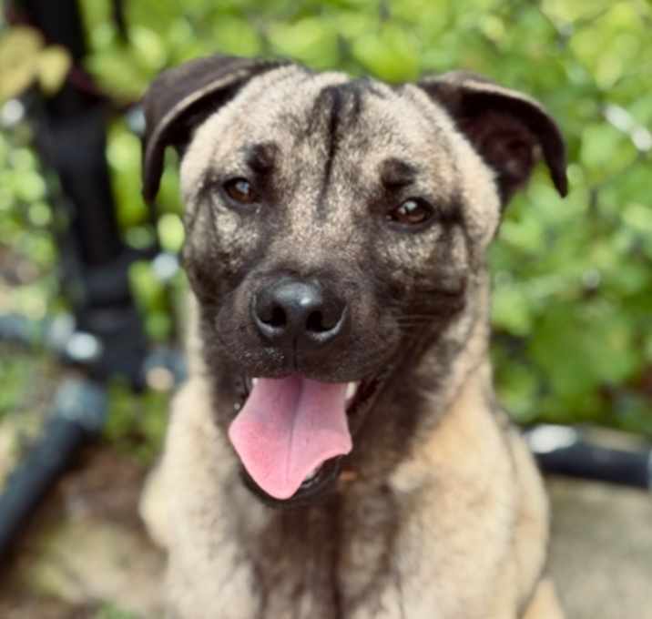 Photo of Rowdy
