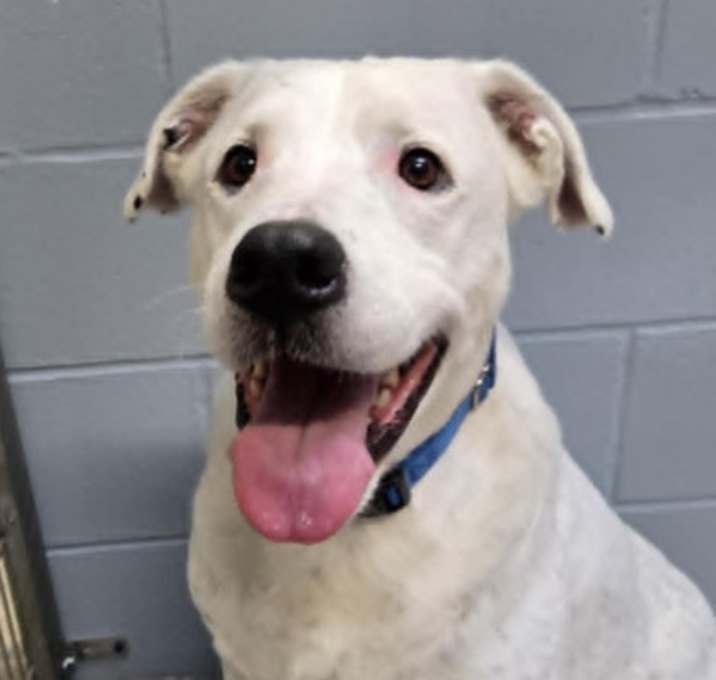 Photo of Rowdy (Princeton)