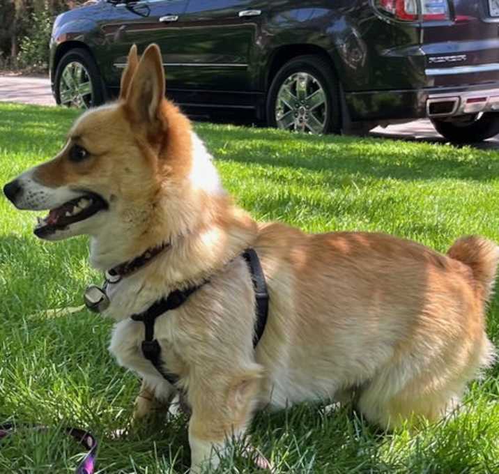 Photo of Darcy