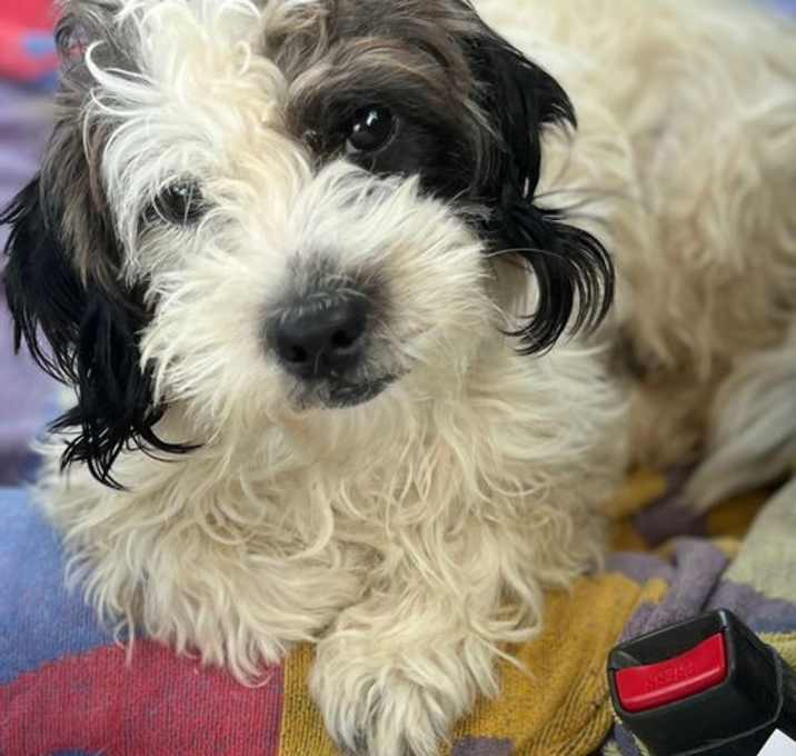 Photo of Mochi
