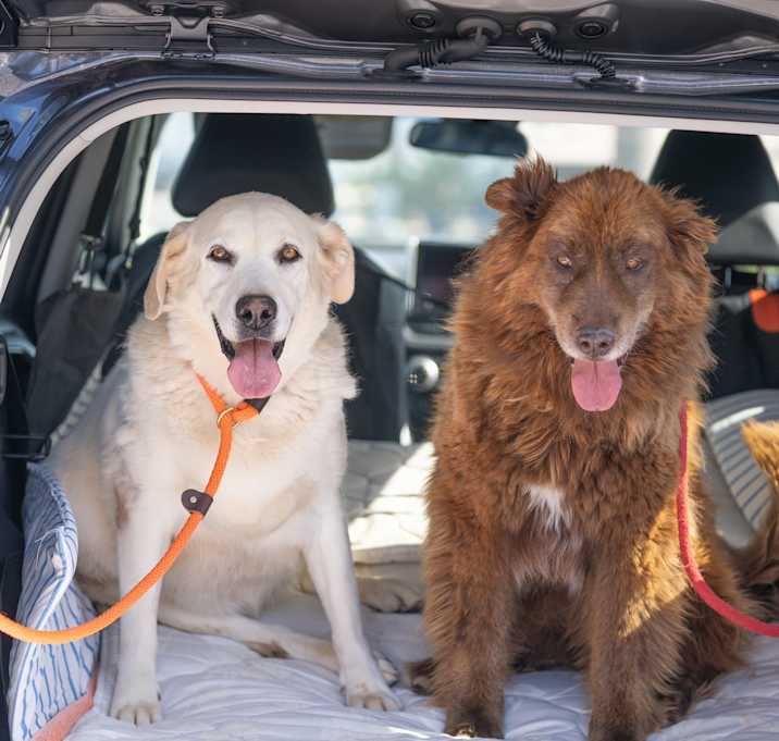 Photo of Nikki (Bonded to Koda)