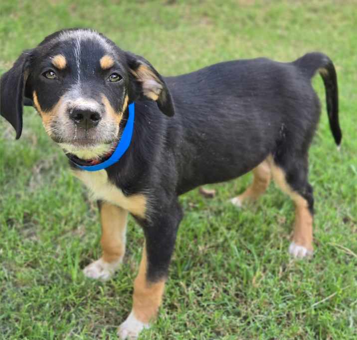 Photo of Puck