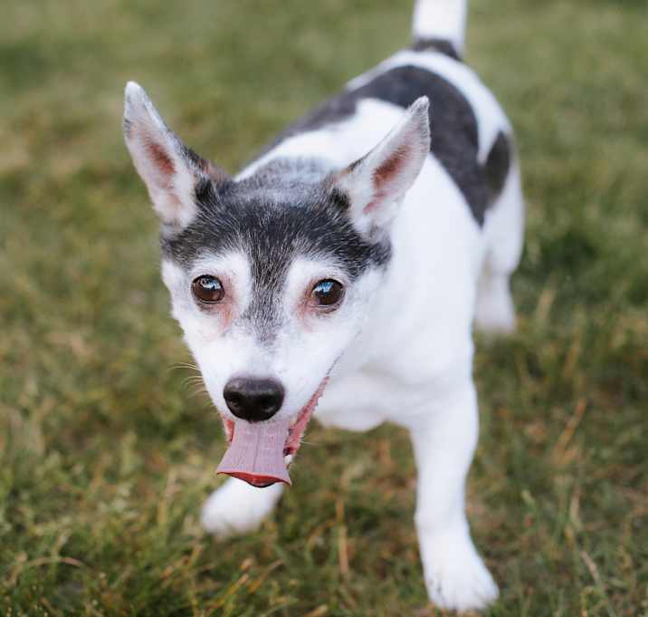 Photo of Baxter 