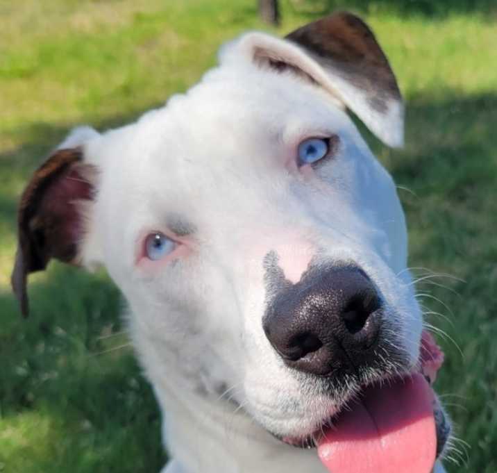 Photo of Lady