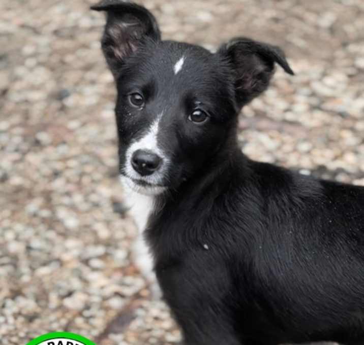 Photo of Pinky