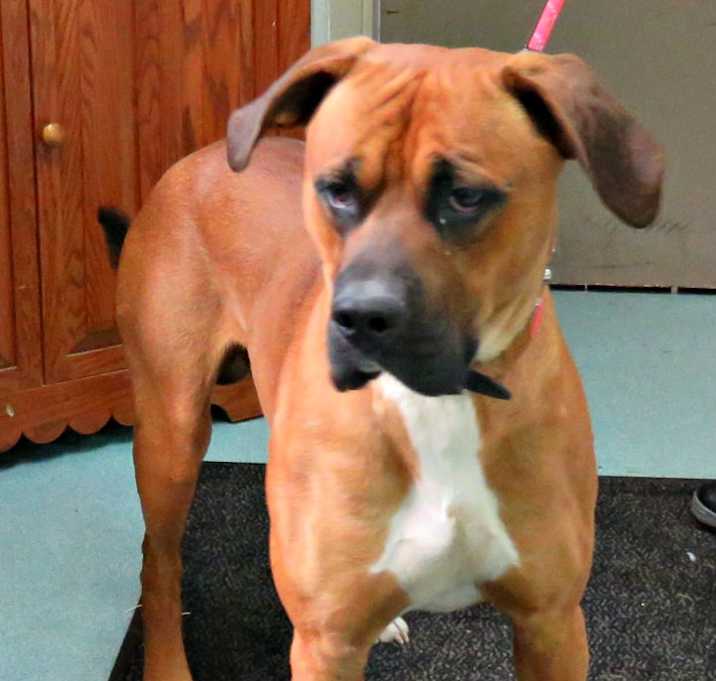 Photo of Rocco