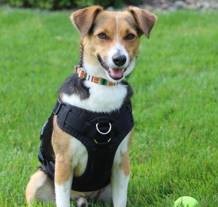 Photo of Otis