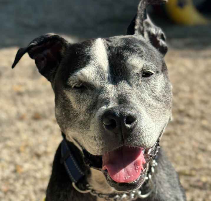 Photo of Comet